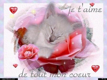 je t'aime